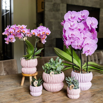 Kolibri Orchids | Geschenkset Horizon Rosa - Rosa Phalaenopsis Orchidee Mineral Antwerpen & Sukkulenten