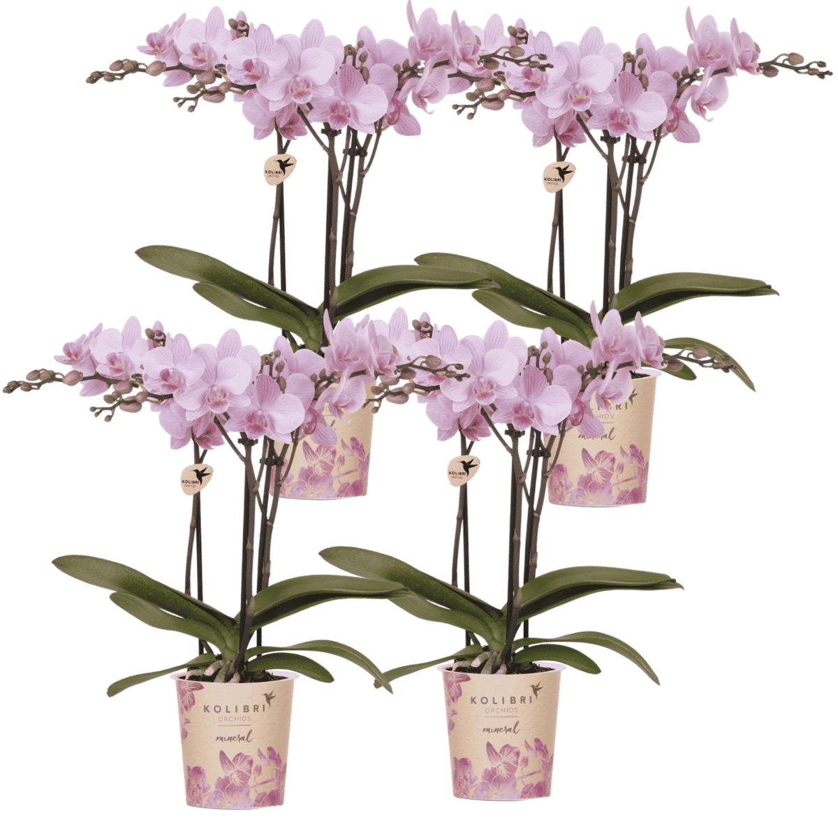 Kolibri Orchids | Kombi-Angebot - 4 Rosa Phalaenopsis Orchideen Mineral Chamberry - Ø9 cm