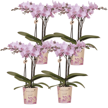 Kolibri Orchids | Kombi-Angebot - 4 Rosa Phalaenopsis Orchideen Mineral Chamberry - Ø9 cm