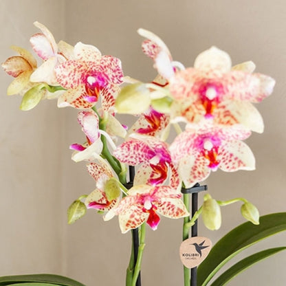 Kolibri Orchids | Geschenkset Flare Grün - Orange-Gelbe Phalaenopsis Orchidee Mineral Grosseto & Sukkulenten