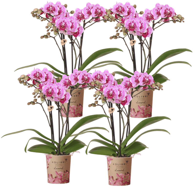 Kolibri Orchids | Kombi-Angebot - 4 Rosa-Violette Phalaenopsis Orchideen Diamond El Salvador - Ø9 cm