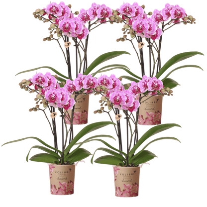 Kolibri Orchids | Kombi-Angebot - 4 Rosa-Violette Phalaenopsis Orchideen Diamond El Salvador - Ø9 cm