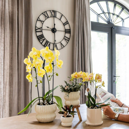 Kolibri Orchids | Gelbe Phalaenopsis Orchidee - Blossom Lima im Melody Übertopf - Ø9 cm