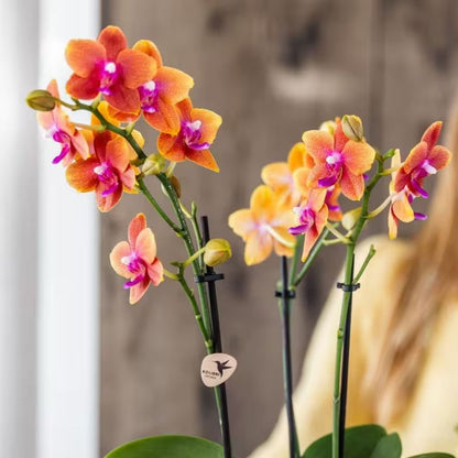 Kolibri Orchids | Kombi-Angebot - 4 Orange Duftende Phalaenopsis Orchideen Fragrance Bolgheri - Ø9 cm