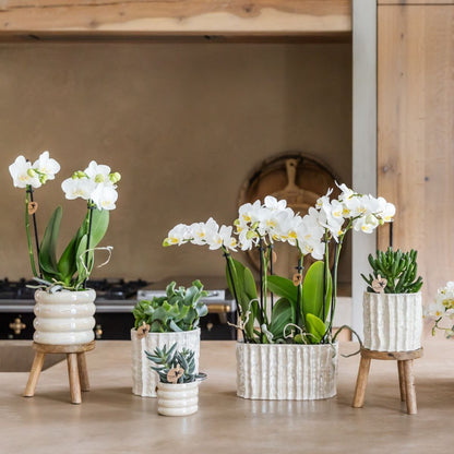 Kolibri Orchids | Geschenkset Oyster - Weiße Phalaenopsis Orchidee Mineral Gibraltar & Sukkulenten