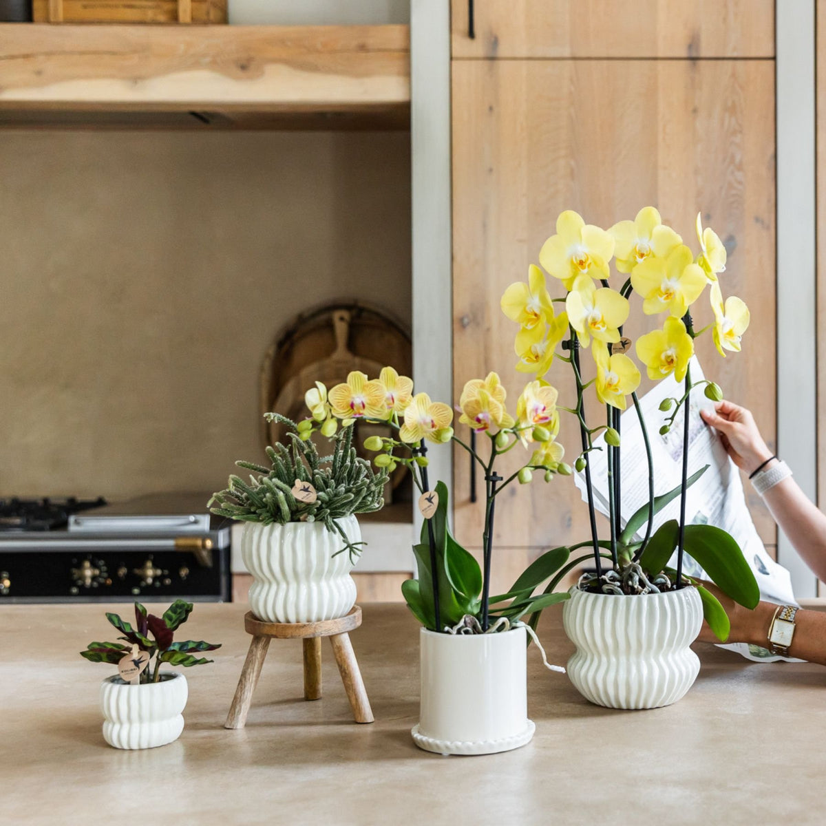 Kolibri Orchids | Gelbe Phalaenopsis Orchidee - Blossom Lima im Melody Übertopf - Ø9 cm