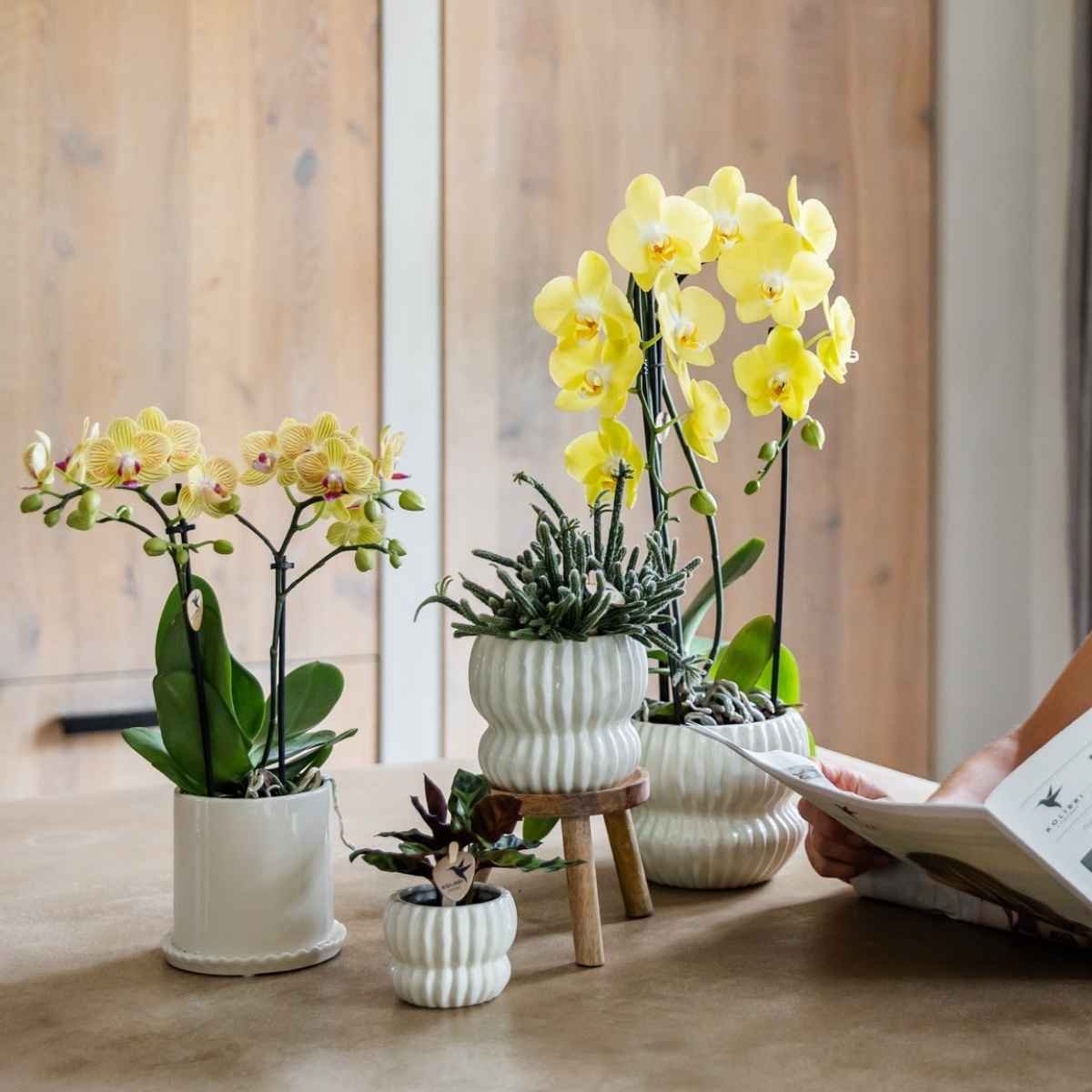 Kolibri Home | Horizon Übertopf - Weiß - ∅6cm
