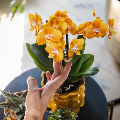 Kolibri Orchideen | Orange-goldene Phalaenopsis-Orchidee - Jewel Las Vegas - Topfgröße Ø12cm | blühende Topfpflanze - frisch vom Züchter