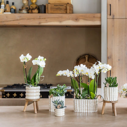 Kolibri Orchids | Weiße Phalaenopsis Orchidee - Mineral Amabilis im Glow Travertin Übertopf mit Geschenkbox - Ø9 cm