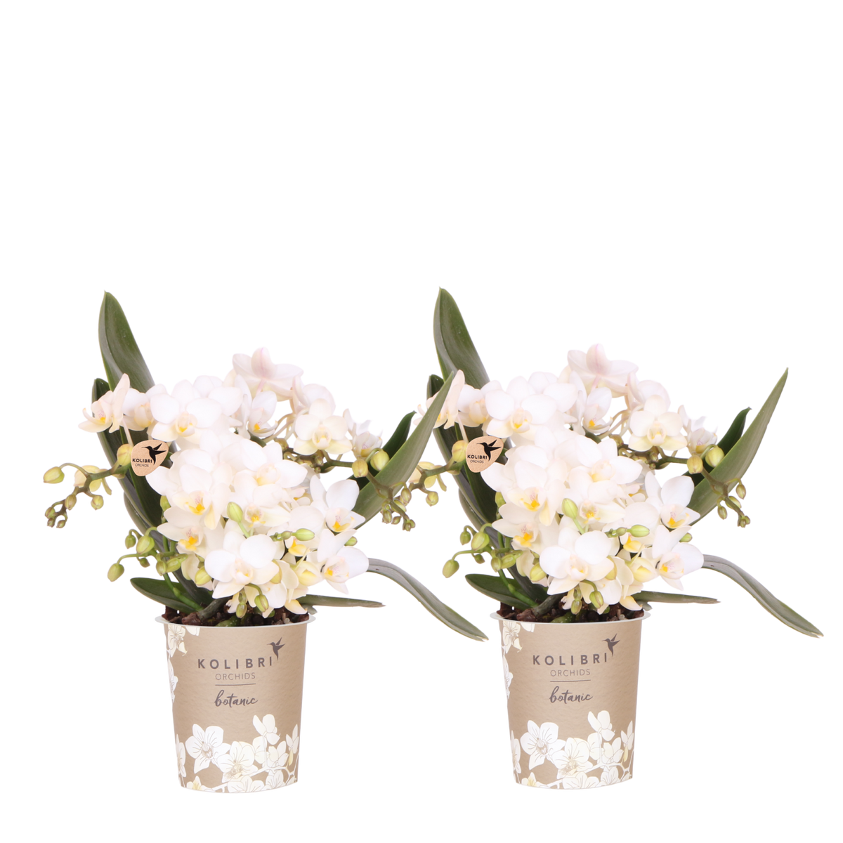 Kolibri Orchids | Kombi-Angebot - 2 Weiße Phalaenopsis Orchideen Botanic Nazare - Ø9 cm