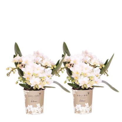 Kolibri Orchids | Kombi-Angebot - 2 Weiße Phalaenopsis Orchideen Botanic Nazare - Ø9 cm