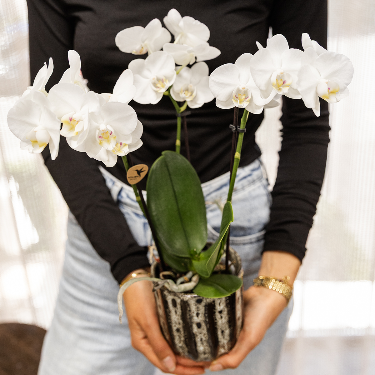Kolibri Orchids | Weiße Phalaenopsis Orchidee - Mineral Amabilis im Soul Übertopf - Ø9 cm