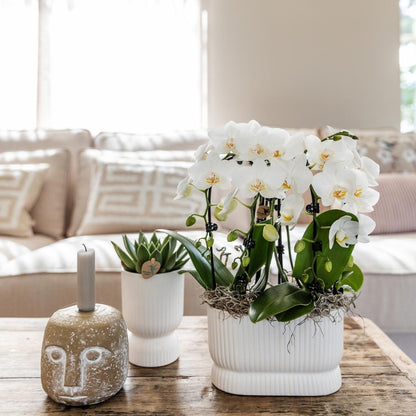 Kolibri Orchids | Kombi-Angebot - 2 Weiße Phalaenopsis Orchideen Niagara Fall White - Ø9 cm