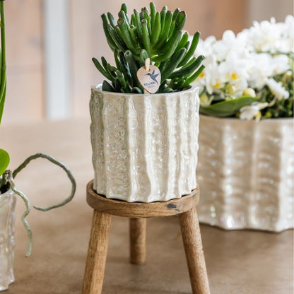 Kolibri Orchids | Geschenkset Oyster - Weiße Phalaenopsis Orchidee Mineral Gibraltar & Sukkulenten