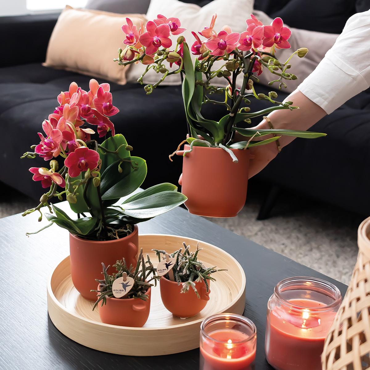 Kolibri Orchids | COMBI DEAL von 2 roten Phalaenopsis Orchideen - Kongo - Topfgröße Ø9cm blühende Zimmerpflanze - frisch vom Züchter