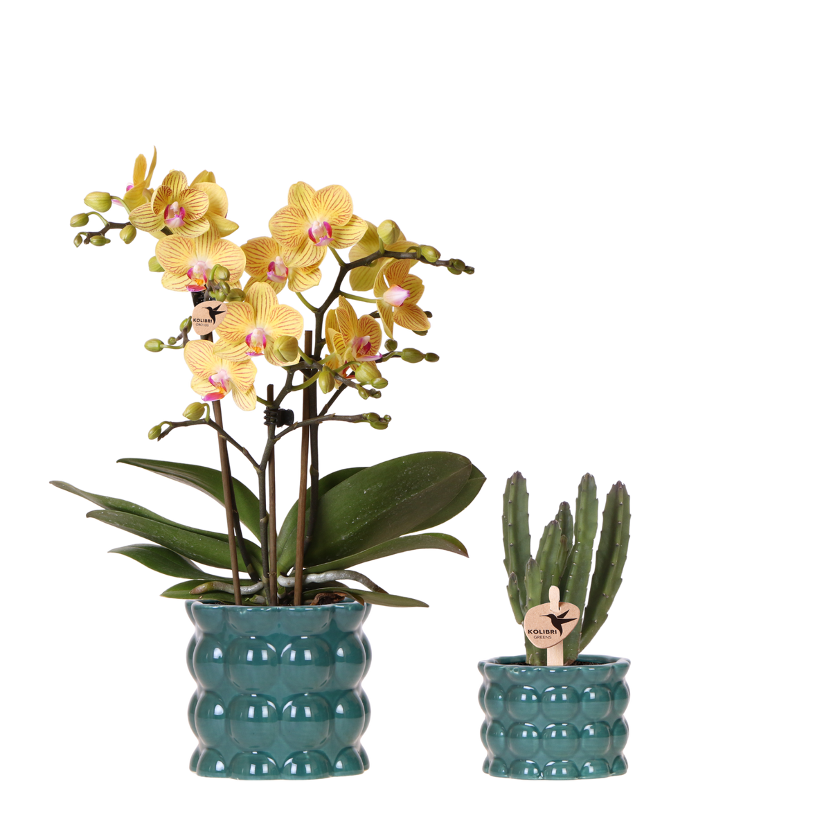 Kolibri Orchids | Pflanzenset Cotton Grün - Gelbe Phalaenopsis Orchidee Blossom Lima & Stapelia Leendertziae