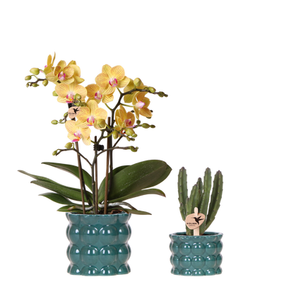 Kolibri Orchids | Pflanzenset Cotton Grün - Gelbe Phalaenopsis Orchidee Blossom Lima & Stapelia Leendertziae