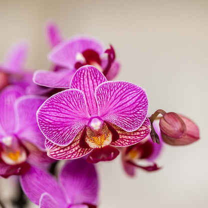 Johanna mit Bloom Übertopf violett
