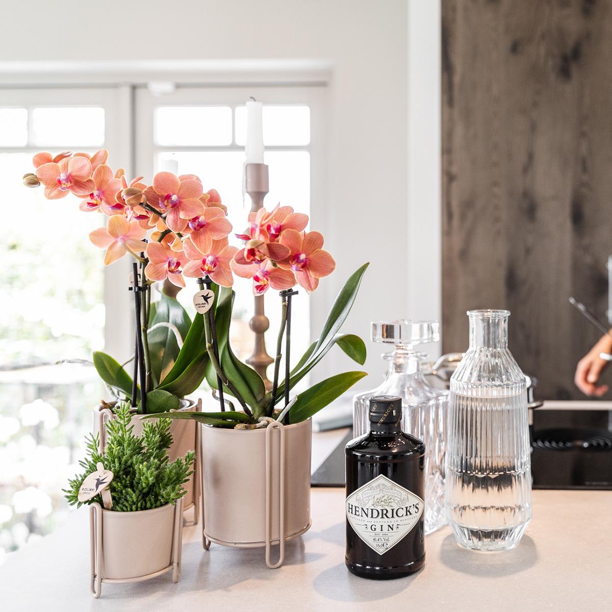 Kolibri Orchids | COMBI DEAL von 2 orange Phalaenopsis Orchideen - Bozen - Topfgröße Ø9cm blühende Zimmerpflanze - frisch vom Züchter