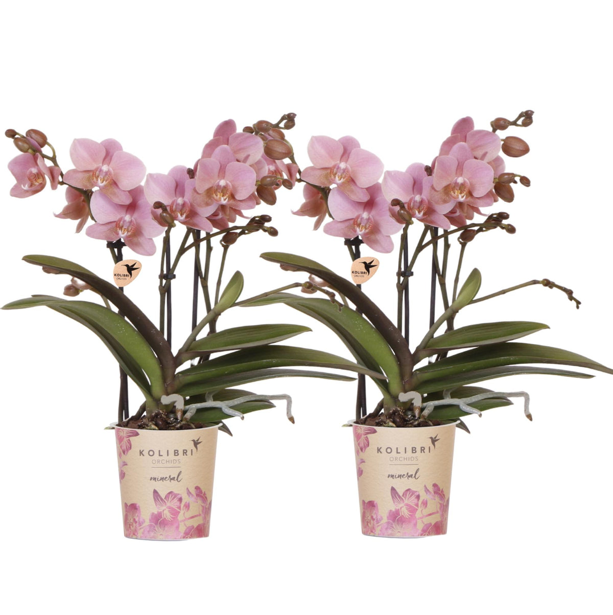 Kolibri Orchids | KOMBI-ANGEBOT mit 2 Phalaenopsis-Orchideen - Treviso - Topfgröße Ø9cm | Blühende Zimmerpflanze - Frisch vom Züchter