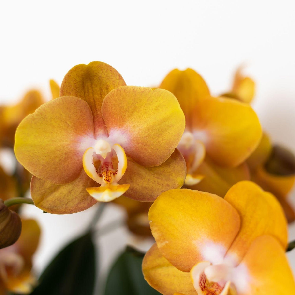Kolibri Orchideen | Orange-goldene Phalaenopsis-Orchidee - Jewel Las Vegas - Topfgröße Ø12cm | blühende Topfpflanze - frisch vom Züchter