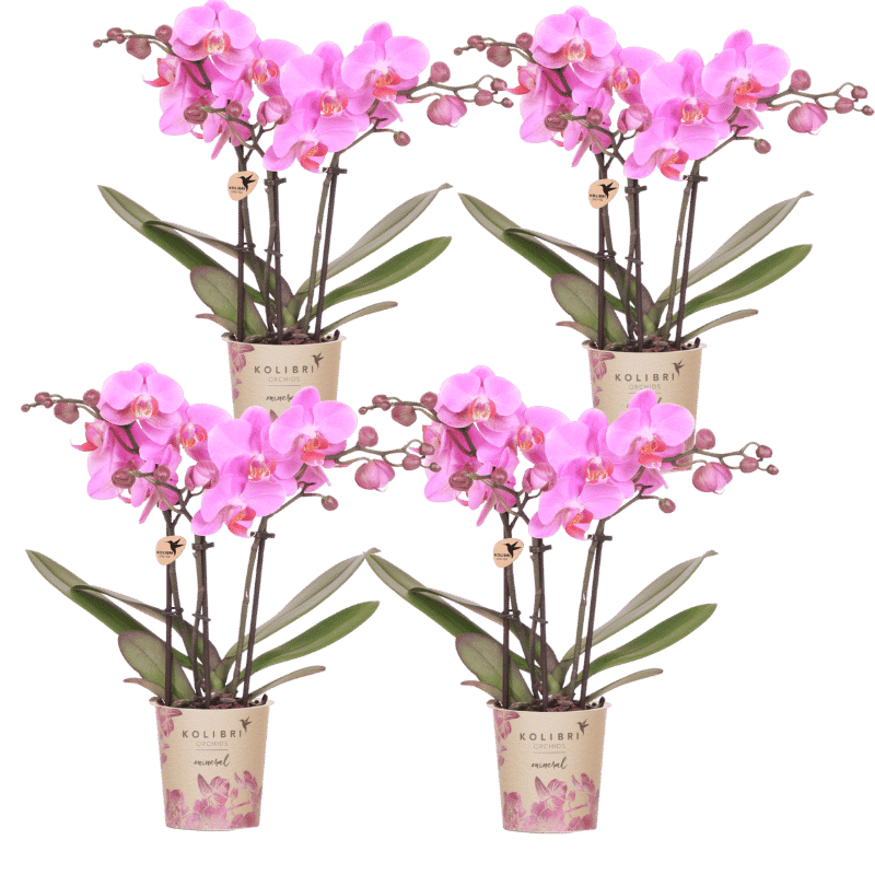 Kolibri Orchids | Kombi-Angebot - 4 Rosa-Violette Phalaenopsis Orchideen Mineral Frederikstad - Ø9 cm