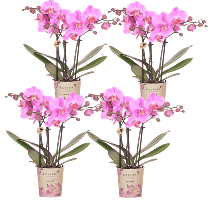 Kolibri Orchids | Kombi-Angebot - 4 Rosa-Violette Phalaenopsis Orchideen Mineral Frederikstad - Ø9 cm