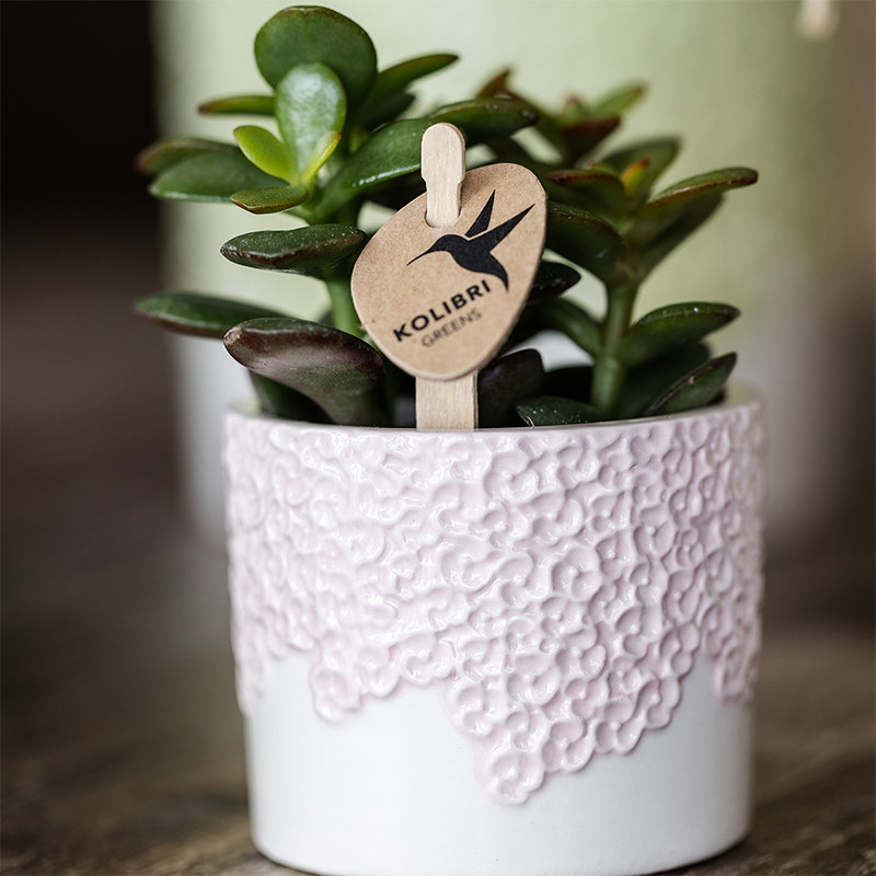 Kolibri Company | Kombi‑Deal | Bloom Rosa Übertopf‑Set – 6 cm + 9 cm + 12 cm
