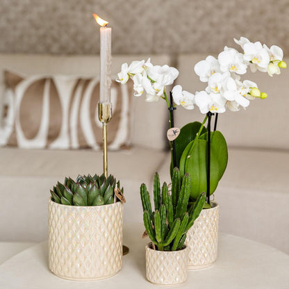 Kolibri Home | Diamond Pearl Dekotopf - Travertine - Ø6cm