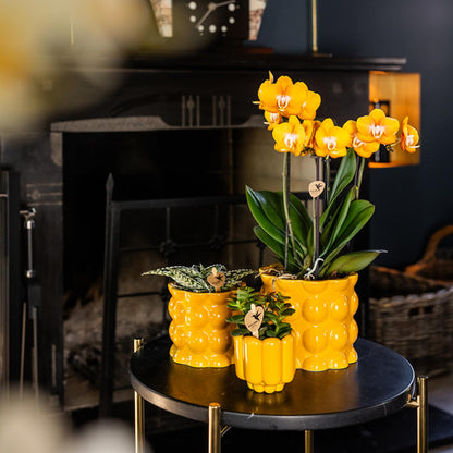 Kolibri Orchideen | Orange-goldene Phalaenopsis-Orchidee - Jewel Las Vegas - Topfgröße Ø12cm | blühende Topfpflanze - frisch vom Züchter