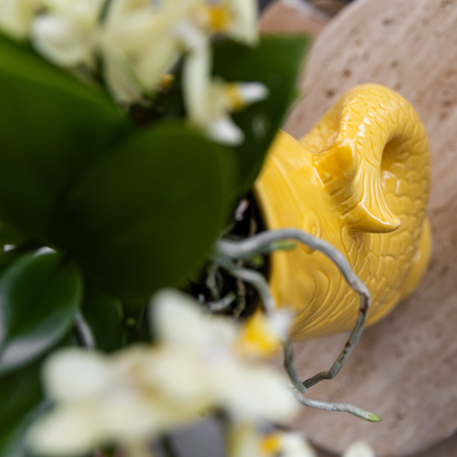 Geschenkset Mediterranean Sunset | Pflanzenset mit weißer Phalaenopsis Orchidee Lausanne und Sukkulenten inkl. Keramiktöpfen