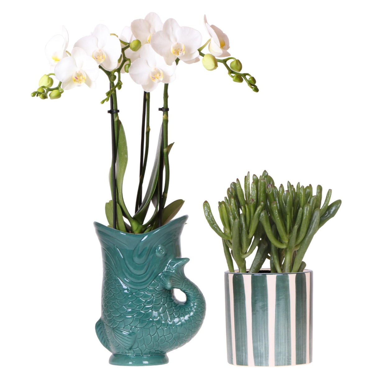 Set aus weißer Amabilis-Orchidee im grünen Fish-Topf und Sukkulente im grünen Painted Stripe-Topf - Topfgröße Ø9cm | Blühende Zimmerpflanze - Frisch vom Züchter