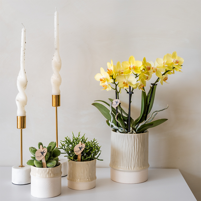Kolibri Home | Tree Übertopf - Travertine - Ø6cm