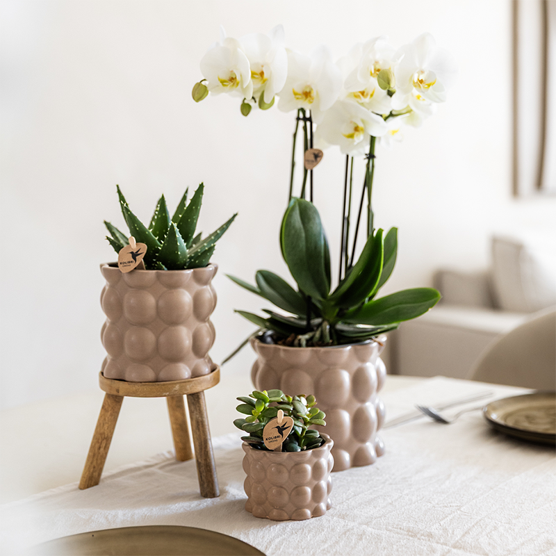 Set Cotton Sand | Grüne Pflanzen mit Weißer Phalaenopsis-Orchidee Ghent in Keramischen Ziertöpfen