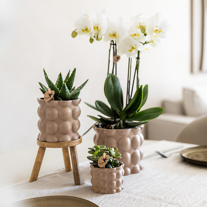 Set Cotton Sand | Grüne Pflanzen mit Weißer Phalaenopsis-Orchidee Ghent in Keramischen Ziertöpfen