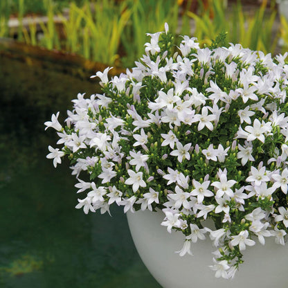 Campanula Addenda - Glockenblume weiß Topfgröße 12cm - 1m2 Bodendecker - 6 Pflanzen - Ambella weiß - Gartenpflanzen - winterhart