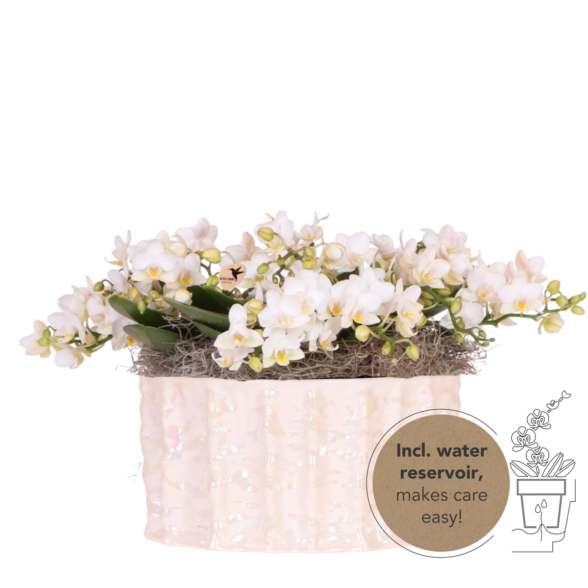 Kolibri Orchids | Weißes Jungle Bouquet Botanic Nazare in Oyster Dish