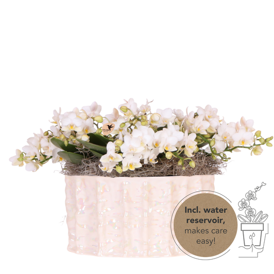 Kolibri Orchids | Weißes Jungle Bouquet Botanic Nazare in Oyster Dish