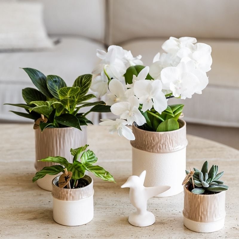 Kolibri Greens | Grünpflanze - Calathea Freddie - Grüne Zimmerpflanze - Frisch vom Züchter - Ø6cm
