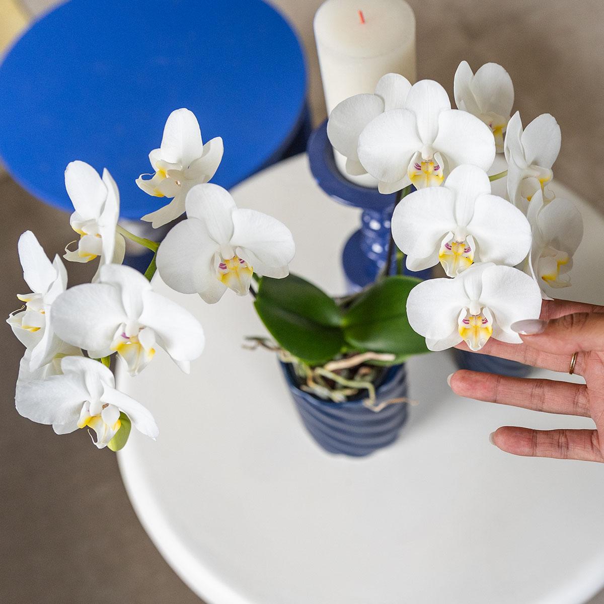 Kolibri Orchids | weiße Phalaenopsis-Orchidee - Amabilis - Topfgröße Ø9cm | blühende Zimmerpflanze - frisch vom Züchter