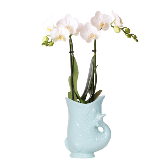 Kolibri Orchids | weiße Phalaenopsis Orchidee - Amabilis + Fischtopf türkis - Topfgröße Ø9cm | blühende Zimmerpflanze - frisch vom Züchter