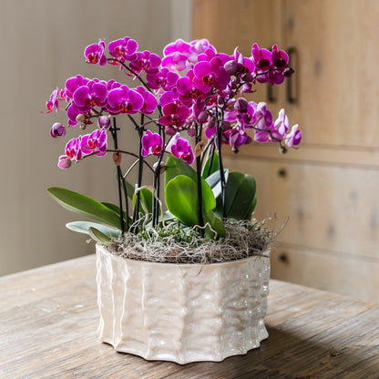 Kolibri Orchids | Violettes Jungle Bouquet Mineral Morelia in Oyster Dish