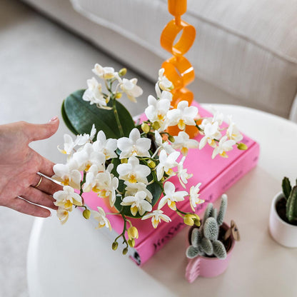 Leonor (Phalaenopsis Nazaré)