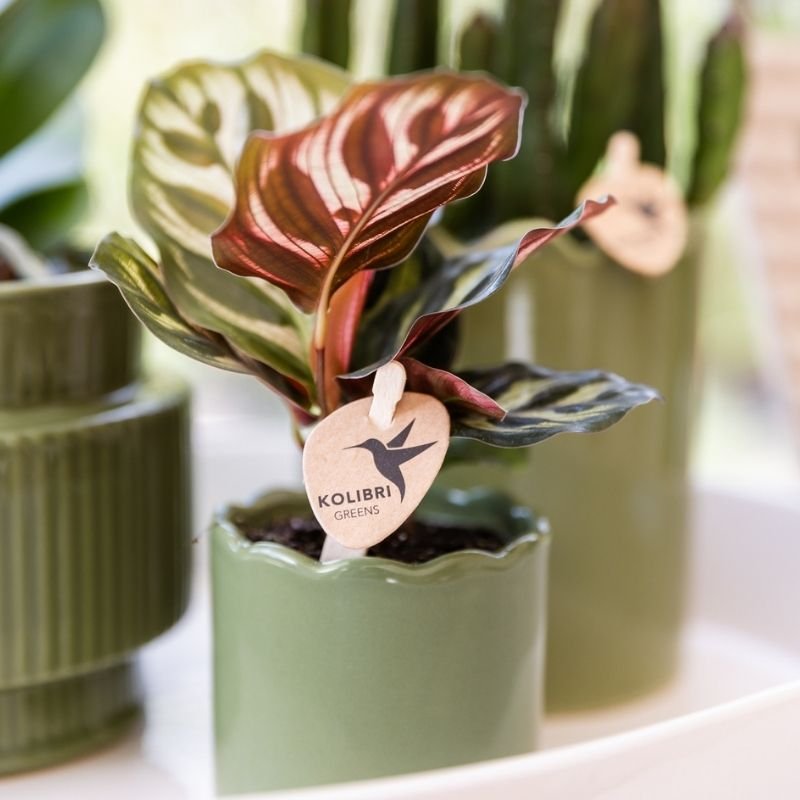Kolibri Greens | Grüne Pflanze - Calathea Makoyana - Grüne Zimmerpflanze - Frisch vom Züchter  - Ø6cm