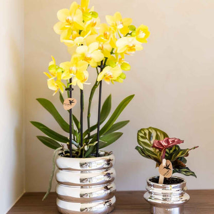 Kolibri Home | Glow Übertopf - Silber - Ø9cm