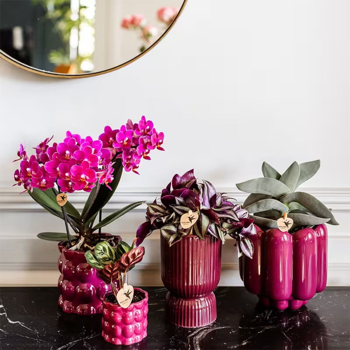Kolibri Orchids | Pflanzenset Cotton Lila - Lila Phalaenopsis Orchidee Blossom Chamonix, Sukkulenten & Calathea Makoyana