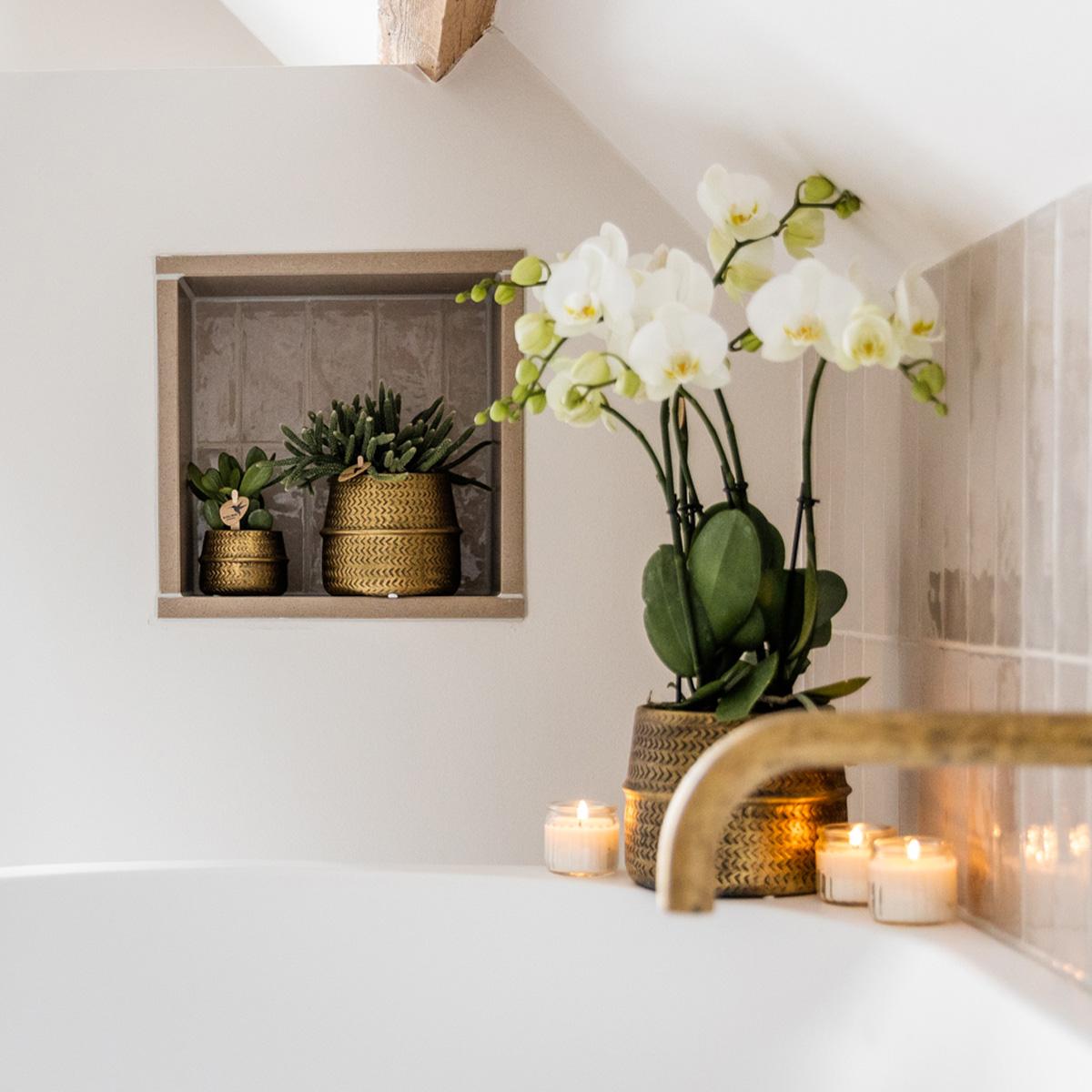 Kolibri Orchids | Weiße Phalaenopsis Jewel Ghent  Orchidee im goldfarbenen Groove Ziertopf - Topfgröße Ø12cm
