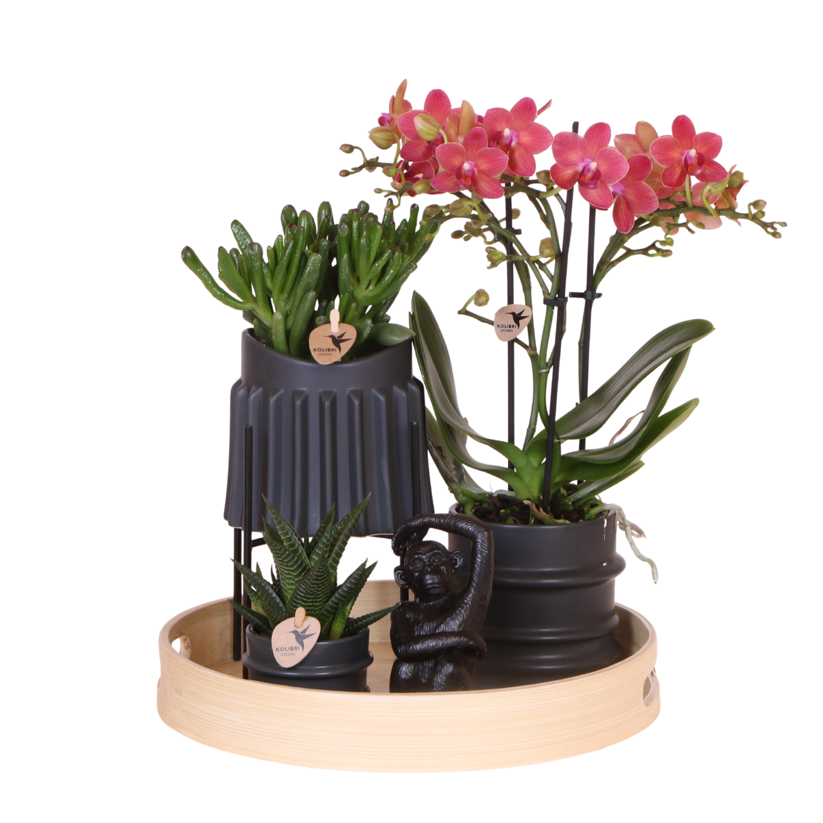 Kolibri Orchids | Geschenkset Mellow - Rote Phalaenopsis Orchidee Blossom Congo & Sukkulenten