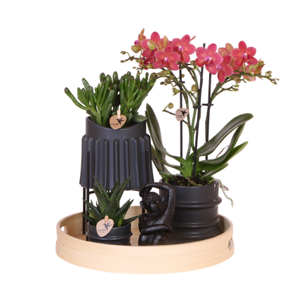 Kolibri Orchids | Geschenkset Mellow - Rote Phalaenopsis Orchidee Blossom Congo & Sukkulenten