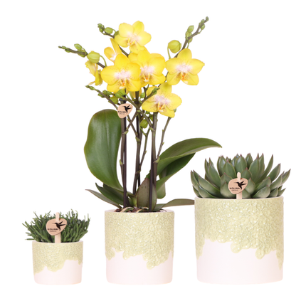 Set Bloom Green